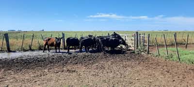Lote 7 Vacas nuevas en Gral. Lamadrid, Buenos Aires