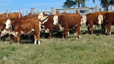 Lote TERNEROS