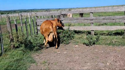 Lote VACA GORDA