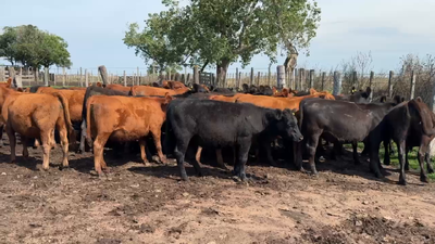 Lote 50 Novillitos