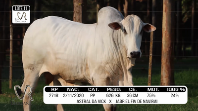 Lote LOTE 11
