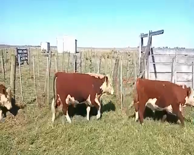 Lote 15 Novillitos en Pueblo Italiano, Córdoba