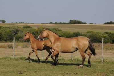 Lote Firmeza 1758 (BZ)