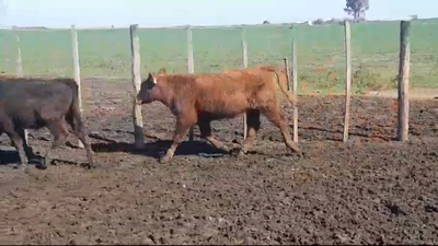 Lote (Vendido)4 Terneros ANGUS/ HEREFORD 165kg -  en SANTA ELENA