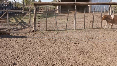 Lote 10 Terneros