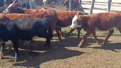  TERNERAS