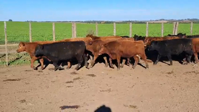 Lote TERNEROS