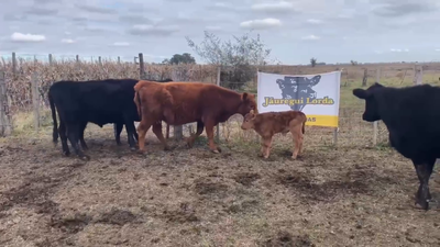 Lote 6 Vacas nuevas C/ cria en Gral. Paz, Buenos Aires