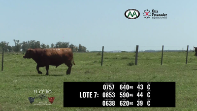 Lote 3 Toros, Artigas