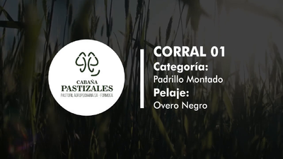 Lote PADRILLO
