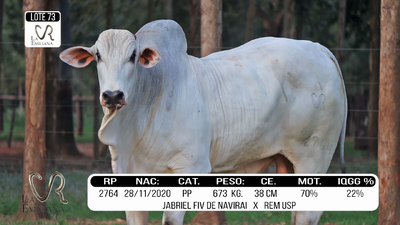 Lote LOTE 73