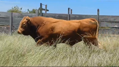 Lote (Vendido)Toros LIMOUSIN en CONCHILLAS
