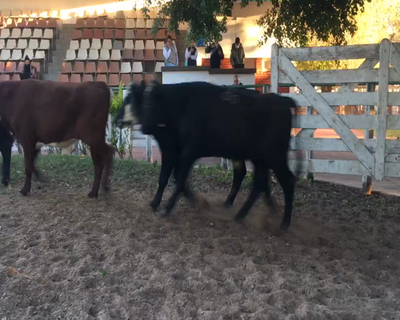 Lote 16 Novillitos en Esquina, Corrientes