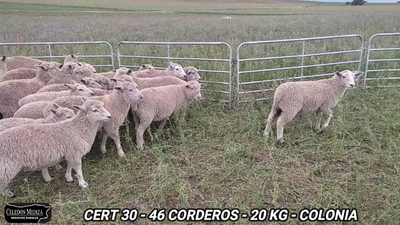 Lote 46 Corderos/as en Agraciada, Soriano