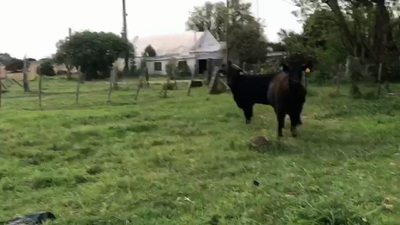 Lote 2 Vaquillonas  Angus 350kg -  en Fajince