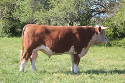 Lote PEDIGREE DE 3 AÑOS