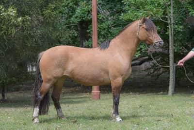 Lote Yubely Porteña