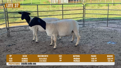 Lote LOTE 37 - DESTACADO
