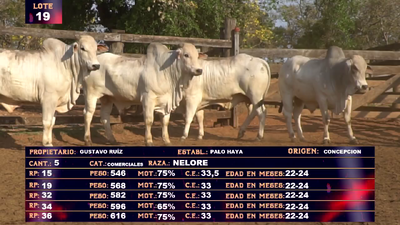 Lote GUSTAVO RUIZ - LOTE 19