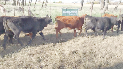 Lote 17 Terneros/as EN ARBOLEDAS