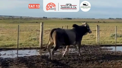 Lote Lote 27