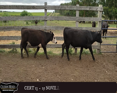 Lote (Vendido)15 Novillos 8 AA,  5 AA XHE,  1 RA Y 1 RA X HE 263kg -  en - PARADOR TAJES