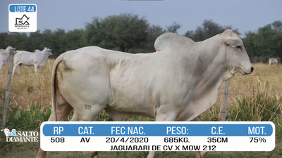 Lote LOTE 44