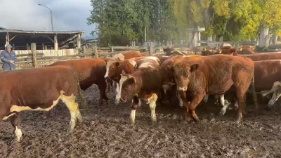 Lote 52 Novillo Engorda, Coyhaique,  XI Región Aysén