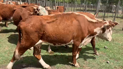 Lote 40 Vacas de Invernada en Melo, Cerro Largo