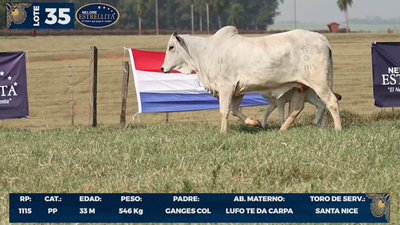 Lote LOTE 35