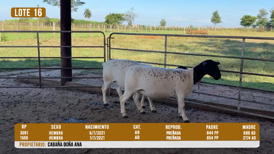 Lote LOTE 16