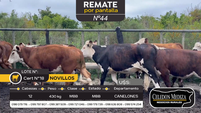 Lote 12 Novillos en Otra Localidad, Canelones