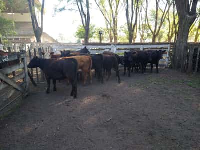 Lote 15 Vaquillonas en Gral. Lamadrid, Buenos Aires
