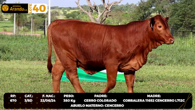 Lote LOTE 40