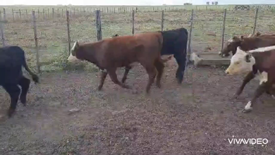 Lote 60 Terneros/as