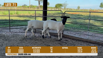 Lote LOTE 71