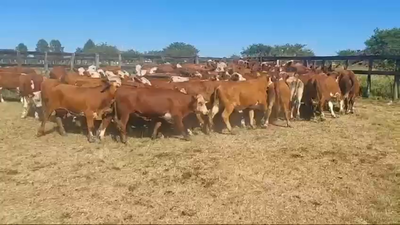 Lote 100 Novillos en Ubajay, Entre Ríos