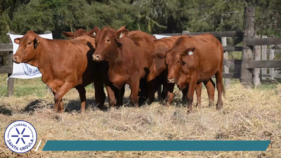 Lote VAQUILLONAS