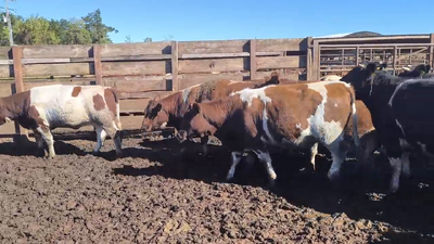 Lote 20 Vaquilla Gorda en Los Ángeles, VIII Región Biobío