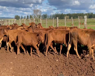 Lote 64 Vaquillonas en Posadas, Misiones