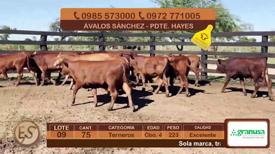 Lote (Vendido)75 Terneros Cbo 4 223kg - , Presidente Hayes