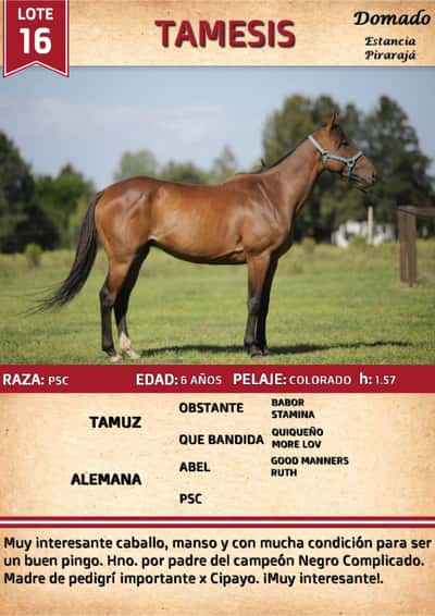 Lote TAMESIS