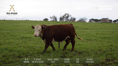 Lote Toros, Paysandú