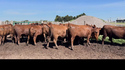 Lote 27 VAQUILLONAS