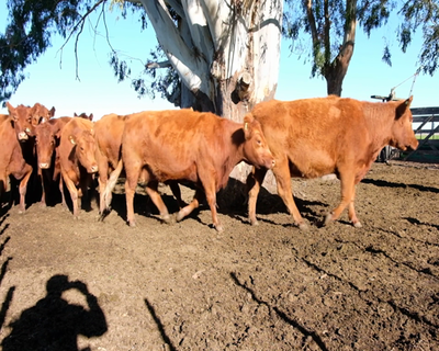 Lote Vacas de 3ra paricion, Madres Angus Seleccionadas, en Olavarria, PBA.-
