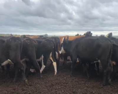 Lote 80 Vacas de Invernada en Artigas
