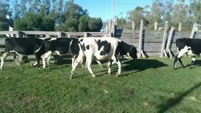 Lote TERNEROS