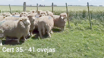 Lote OVEJAS