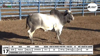 Lote Toros Nelore, Loma Plata