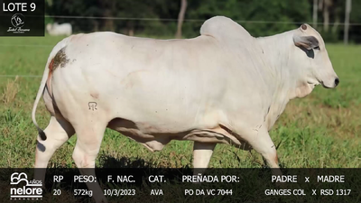 Lote LOTE 9